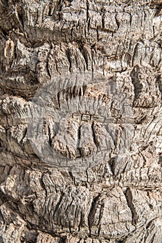 Palm tree bark