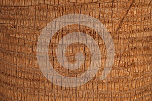 Palm tree bark