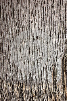 Palm tree bark close up skin draw