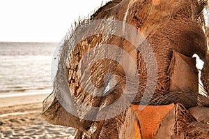 Palm tree bark close-up texture