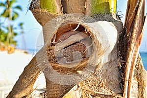 Palm tree bark close-up texture.