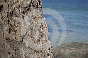 Palm Tree Bark Texture