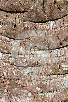 palm tree bark upclose texture