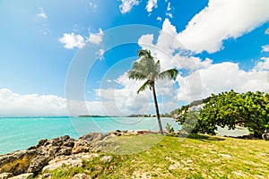 Palm tree in Bas du Fort beach in Guadeloupe