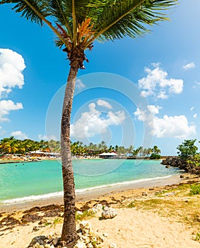 Palm tree in Bas du Fort beach in Guadeloupe