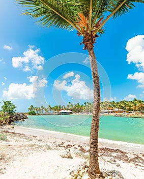 Palm tree in Bas du Fort beach in Guadeloupe