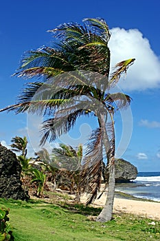 Palm tree at Bathsheba, Barbados