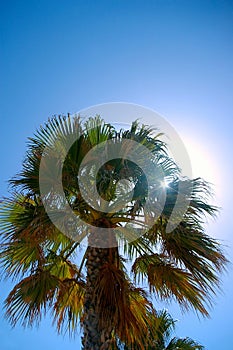 Palm tree in the bay of Cadiz