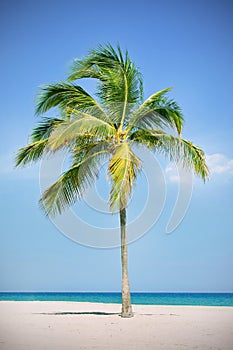 Palm tree at the beach