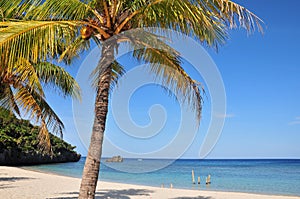 Palm tree on the beach