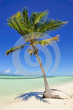 Palm tree on the beach