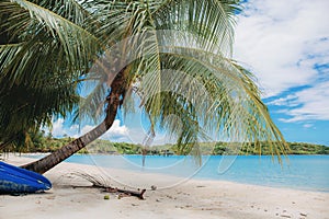 Palm tree on beach