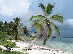 Palm Tree on a Beach