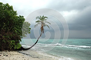 Palm tree at the beach