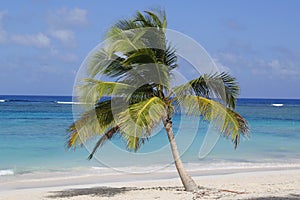 Palm tree at the beach