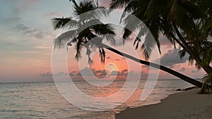 Palm tree on beach above ocean coastline at pink sunset