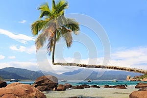 Palm tree on beach Aventueiro, Ilha Grande, Brazil