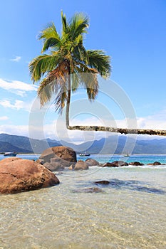 Palm tree on beach Aventueiro of island Ilha Grande photo