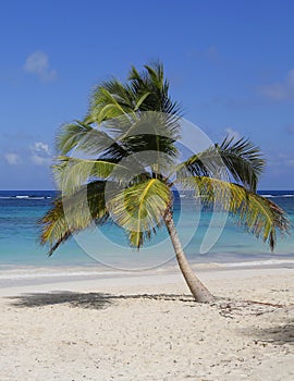 Palm tree at the beach