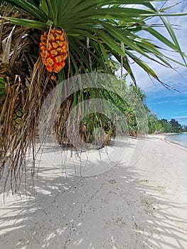 Palm tree on the beach with beautiful sky blue in Balambangan Island, Kudat. Sabah.