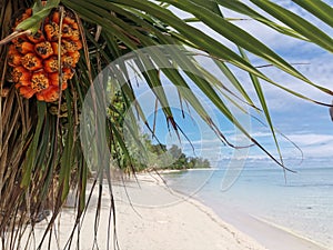 Palm tree on the beach with beautiful sky blue in Balambangan Island, Kudat. Sabah.