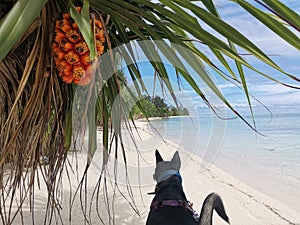 Palm tree on the beach with beautiful sky blue in Balambangan Island, Kudat. Sabah.