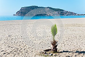 Palm tree on the beach and the beautifull view to ancient fortress on the Alanya peninsula Turkey