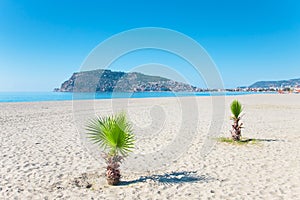 Palm tree on the beach and the beautifull view to ancient fortress on the Alanya peninsula Turkey