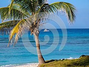 Palm Tree on Beach with Boat