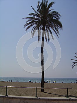 Palm tree on the beach of Carboneras