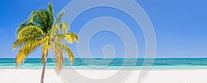 Palm tree on a beach in Cayo Levisa Cuba, panoramic background with copy space, travel concept