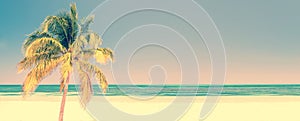 Palm tree on a beach in Cayo Levisa Cuba, panoramic background with copy space, vintage travel concept