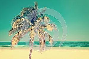 Palm tree on a beach in Cayo Levisa Cuba, vintage style