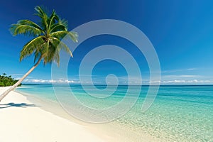 A palm tree is on a beach with a clear blue sky