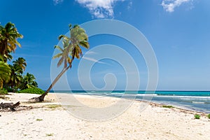 Palm tree on the beach, Dominican republic Isla Saona photo
