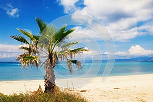 Palm tree on a beach in Hanioti, Greece