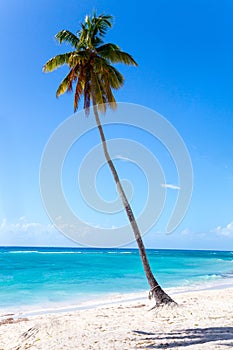 Palm tree on the beach of Isla Saona photo