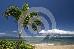 Palm tree and beach with the island of Lanai. Lahaina, Maui, Hawaii