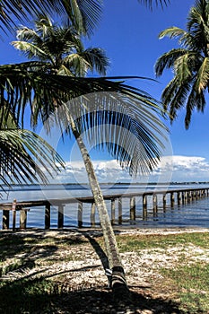 Palm tree, beach and jetty