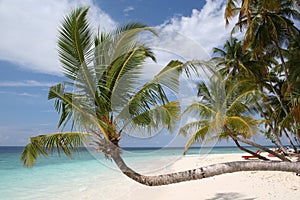 Palm tree on beach, Maldives