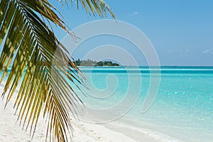 Palm tree on the beach and ocean