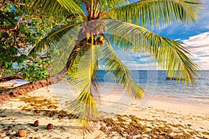 Palm tree on a beach at Praslin island, Seychelles