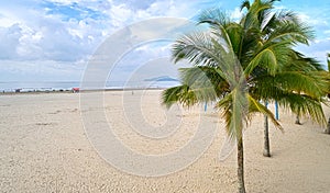 Palm tree on the beach of Santos city photo