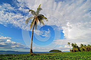 Palm tree beach scene
