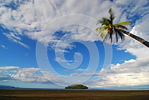 Palm tree beach scene