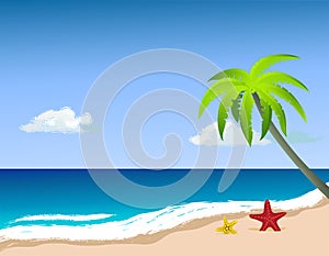 Palm tree on the beach, starfish on the sand.