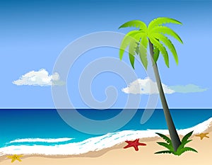 Palm tree on the beach, starfish on the sand.