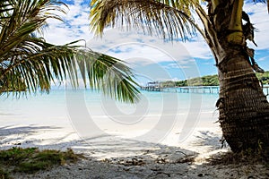 Palm tree on beach in summer