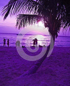 Palm tree and beach sunset photo