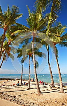 Palm tree, beach and tropical paradise for adventure in Maldives or summer, vacation or outdoor. Plants, environment and